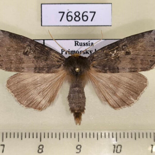 Thyatiridae Tethea ampliata Primorye