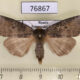 76867p Thyatiridae Tethea ampliata Primorye $6
