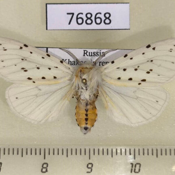 Arctiidae Spilosoma urtica Khakassia rep.