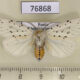 76868p Arctiidae Spilosoma urtica Khakassia rep. $4