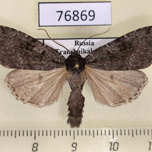 Noctuidae Xestia speciosa aegrota Transbaikal reg.