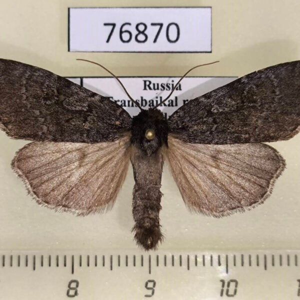 Noctuidae Xestia speciosa aegrota Transbaikal reg.