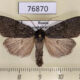76870p Noctuidae Xestia speciosa aegrota Transbaikal reg. $12