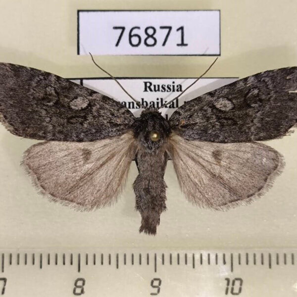 Noctuidae Xestia speciosa aegrota f Transbaikal reg.