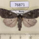 76871p Noctuidae Xestia speciosa aegrota f Transbaikal reg. $10