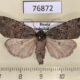 76872p Noctuidae Xestia speciosa aegrota f Transbaikal reg. $15