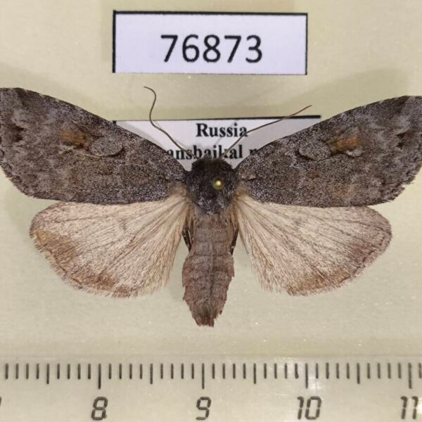Noctuidae Xestia albuncula f Transbaikal reg.
