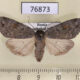 76873p Noctuidae Xestia albuncula f Transbaikal reg. $12