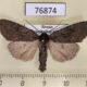 76874p Noctuidae Xestia speciosa aegrota Transbaikal reg. $10