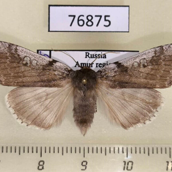 Thyatiridae Tethea albicostata Amur reg.