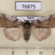 76875p Thyatiridae Tethea albicostata Amur reg. $8