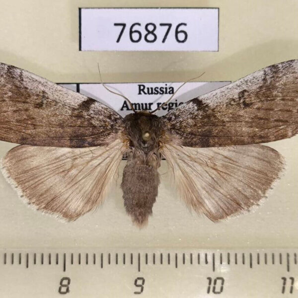Thyatiridae Tethea albicostata Amur reg.