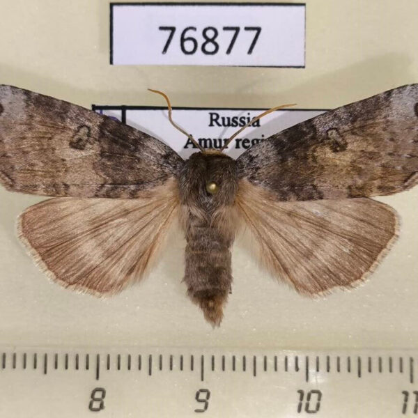 Thyatiridae Tethea ampliata Amur reg.