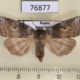 76877p Thyatiridae Tethea ampliata Amur reg. $6