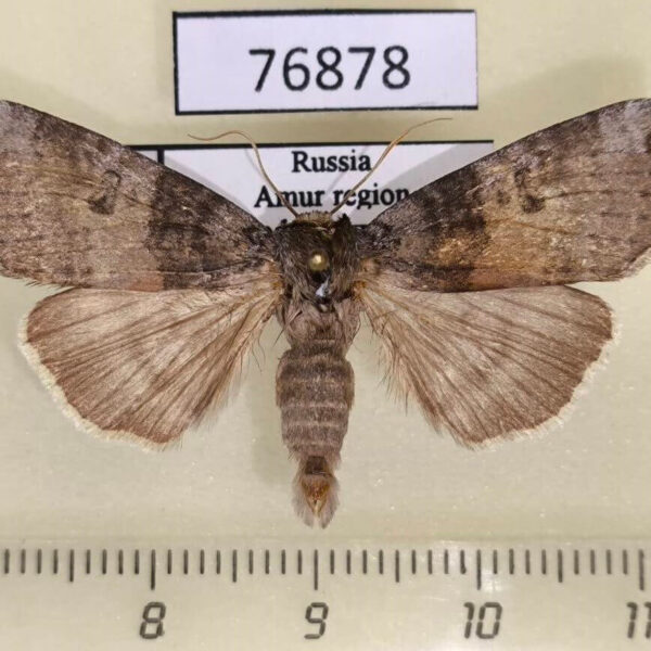 Thyatiridae Tethea ampliata Amur reg.