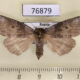 76879p Thyatiridae Tethea ampliata f Amur reg. $6