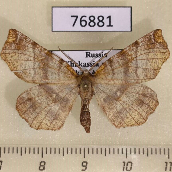 Geometridae Khakassia  dentaria Tyva rep.