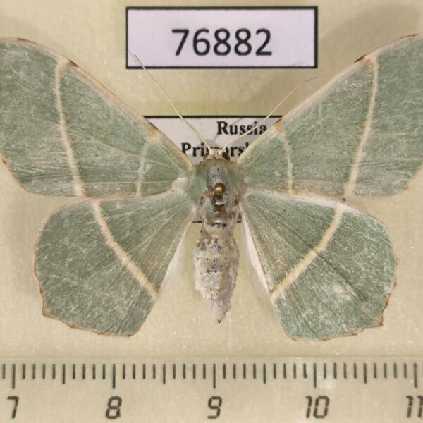 Geometridae Geometra sponsaria f Primorye