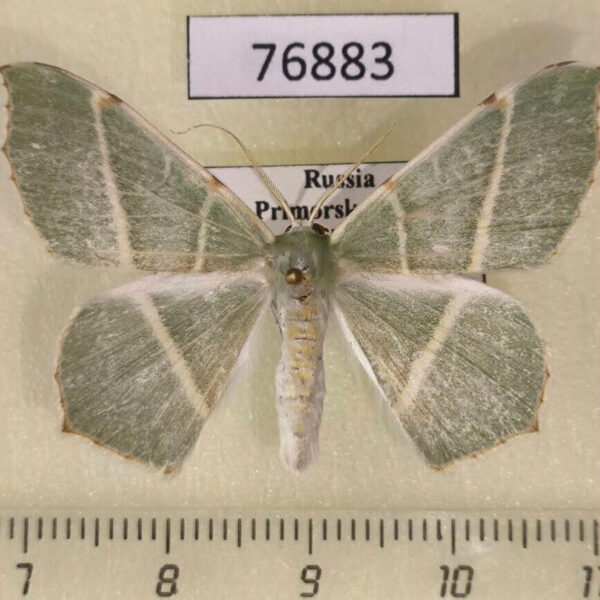 Geometridae Geometra sponsaria Primorye