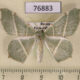 76883p Geometridae Geometra sponsaria Primorye $4