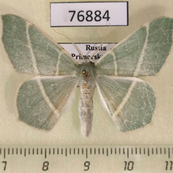 Geometridae Geometra sponsaria Primorye