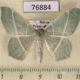 76884p Geometridae Geometra sponsaria Primorye $4