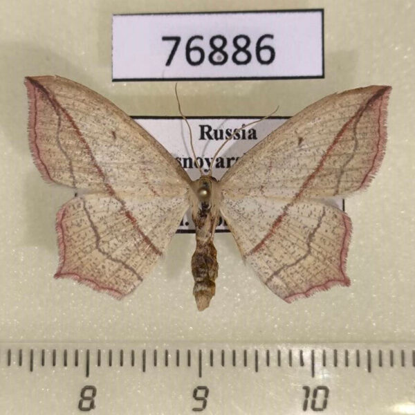 Geometridae Timandra comae f Krasnoyarsk reg.