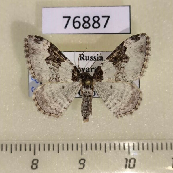 Geometridae Xanthorhoe fluctuata Krasnoyarsk reg.