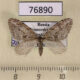 76890p Geometridae Trichopteryx polycommata Primorye $4