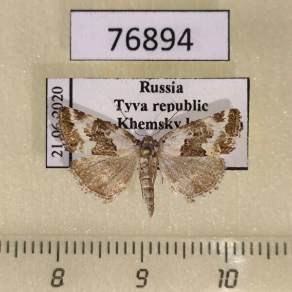 Noctuidae Deltote deceptoria Tyva rep.
