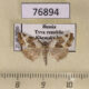 76894p Noctuidae Deltote deceptoria Tyva rep. $4
