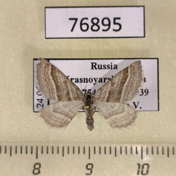 Geometridae Phibalapteryx virgata Krasnoyarsk reg.