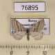 76895p Geometridae Phibalapteryx virgata Krasnoyarsk reg. $4
