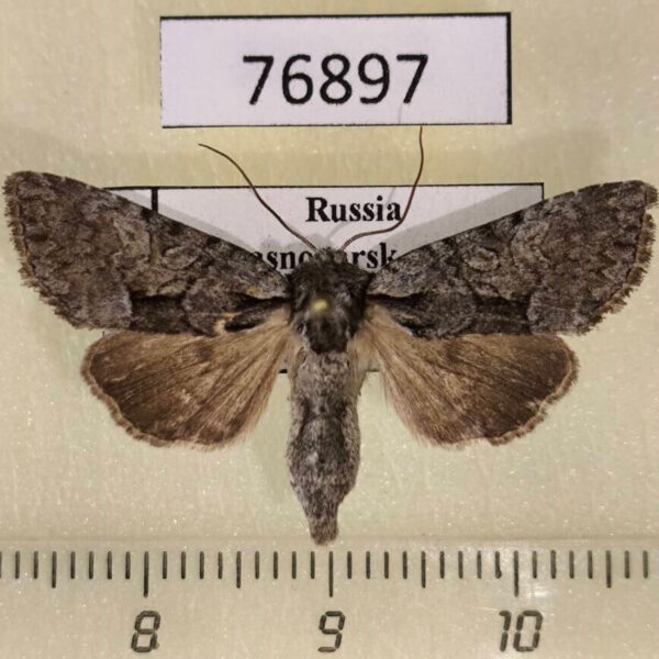 Noctuidae Pabulatrix pabulatricula Krasnoyarsk reg.