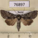76897p Noctuidae Pabulatrix pabulatricula Krasnoyarsk reg. $7