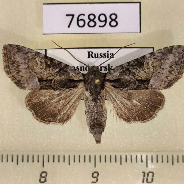 Noctuidae Pabulatrix pabulatricula Krasnoyarsk reg.