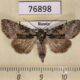 76898p Noctuidae Pabulatrix pabulatricula Krasnoyarsk reg. $7