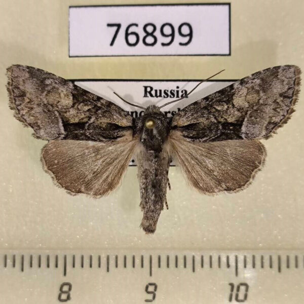 Noctuidae Pabulatrix pabulatricula Krasnoyarsk reg.