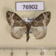 76902p Geometridae Ecliptopera silaceata Tyva rep. $5