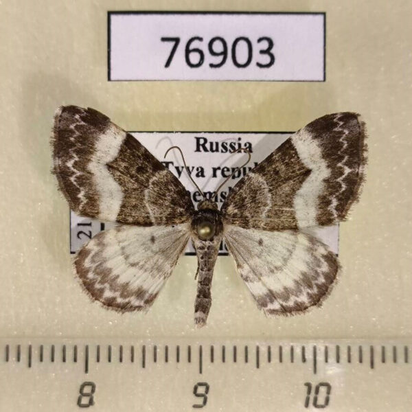 Geometridae Euphyia unangulata Tyva rep.