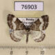76903p Geometridae Euphyia unangulata Tyva rep. $4