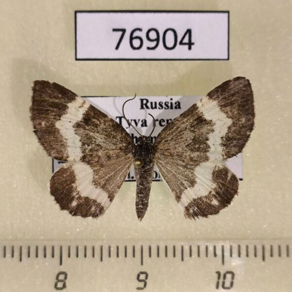 Geometridae Spargania luctuata Tyva rep.