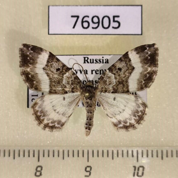 Geometridae Euphyia unangulata Tyva rep.