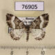 76905p Geometridae Euphyia unangulata Tyva rep. $4