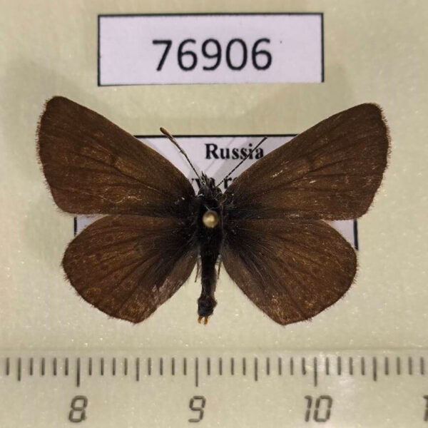 Lycaenidae Eumedonia eumedon Tyva rep.