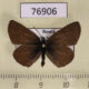 76906p Lycaenidae Eumedonia eumedon Tyva rep. $3