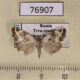 76907p Noctuidae Deltote deceptoria Tyva rep. $2