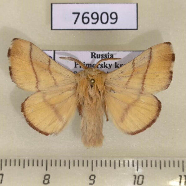 Lasiocampidae Malacosoma neustria testacea Primorye