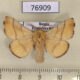 76909p Lasiocampidae Malacosoma neustria testacea Primorye $4