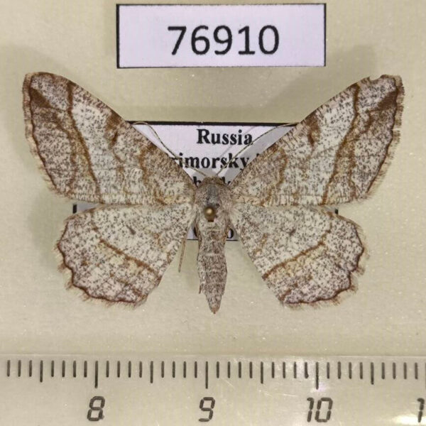 Geometridae Alcis castigataria f Primorye